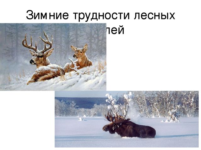 Презентация "Дикие животные весной"