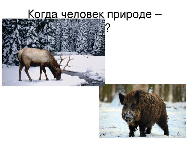 Презентация "Дикие животные весной"