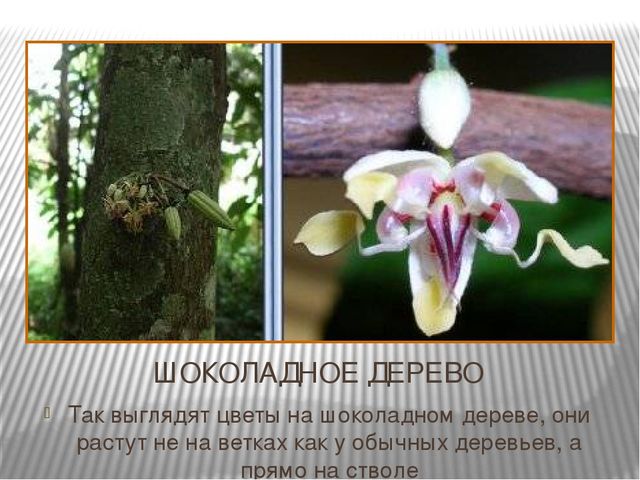 Презентация "Где растет шоколад" для детей старшего возраста.