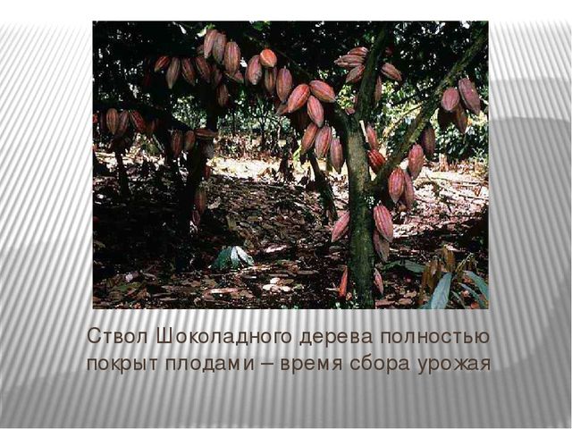 Презентация "Где растет шоколад" для детей старшего возраста.