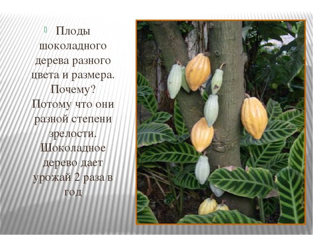 Презентация "Где растет шоколад" для детей старшего возраста.