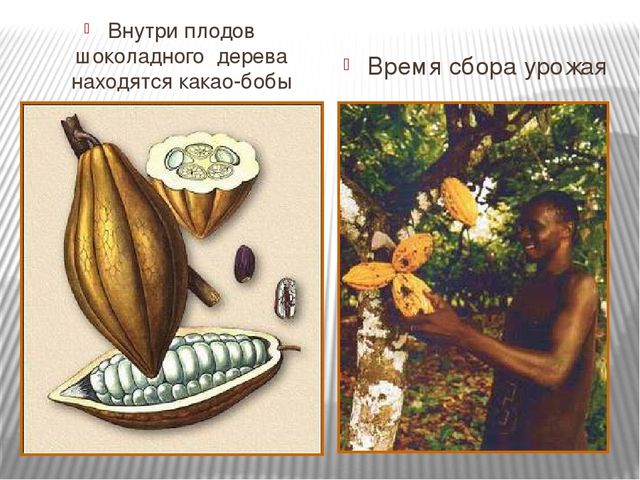 Презентация "Где растет шоколад" для детей старшего возраста.
