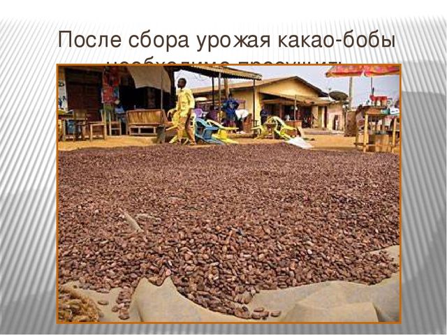 Презентация "Где растет шоколад" для детей старшего возраста.