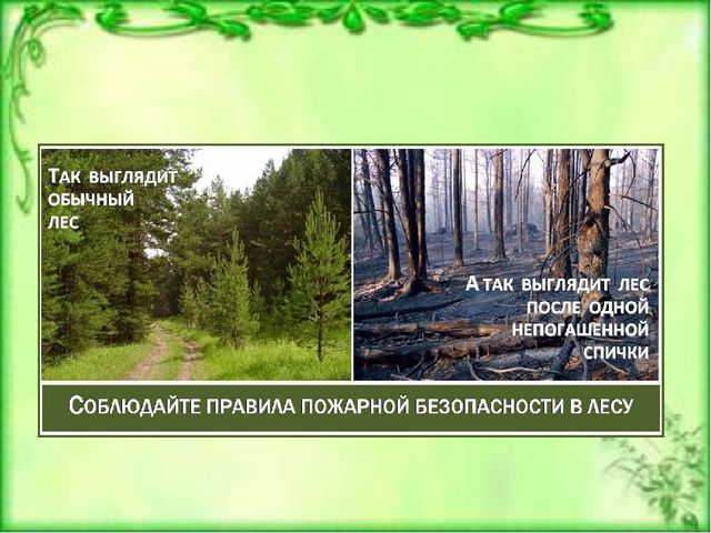 Презентация к ООД по окружающему миру для детей старшей группы детского сада Берегите лес от пожара"