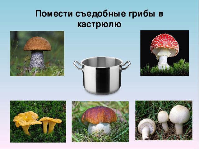 Презентация "Путешествие в мир полезных продуктов"
