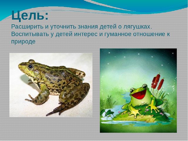 Дидактическая игра: "Как появляется лягушка"