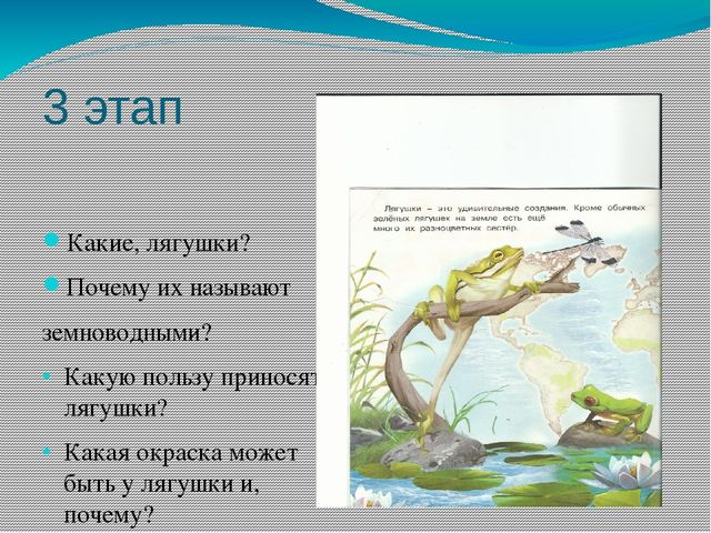 Дидактическая игра: "Как появляется лягушка"