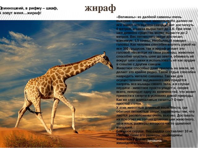Презентация по ознакомлению с окружающим миром природы на тему "Африка" (подготовительная группа)
