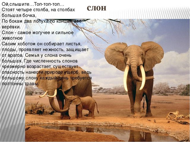 Презентация по ознакомлению с окружающим миром природы на тему "Африка" (подготовительная группа)