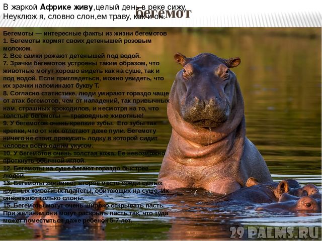 Презентация по ознакомлению с окружающим миром природы на тему "Африка" (подготовительная группа)