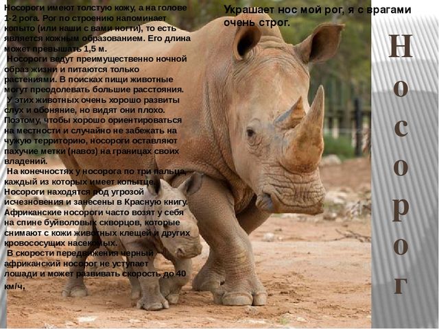 Презентация по ознакомлению с окружающим миром природы на тему "Африка" (подготовительная группа)