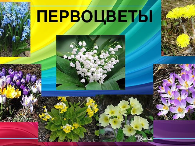 Презентация по ознакомлению с окружающим миром природы "Первоцветы"