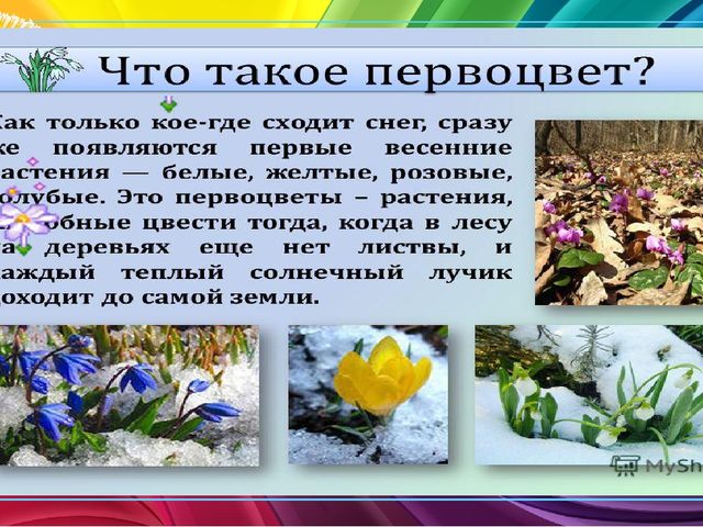 Презентация по ознакомлению с окружающим миром природы "Первоцветы"