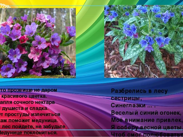 Презентация по ознакомлению с окружающим миром природы "Первоцветы"