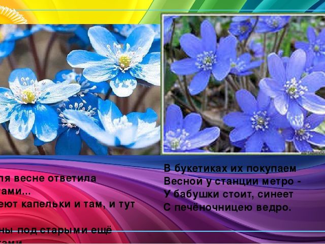 Презентация по ознакомлению с окружающим миром природы "Первоцветы"