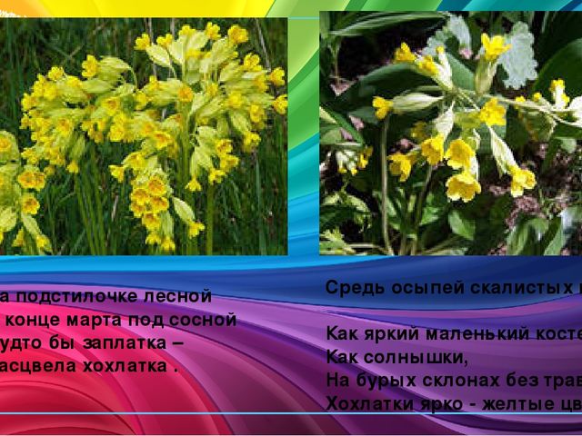 Презентация по ознакомлению с окружающим миром природы "Первоцветы"