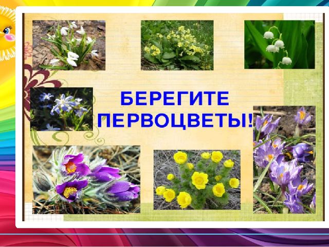Презентация по ознакомлению с окружающим миром природы "Первоцветы"