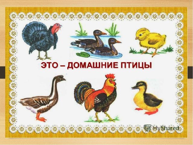 Презентация на тему: Домашние птицы