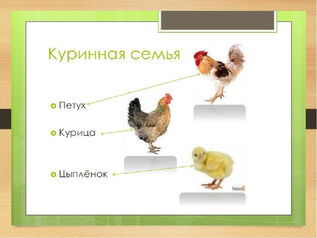 Презентация на тему: Домашние птицы