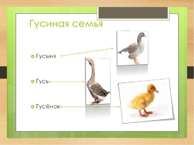 Презентация на тему: Домашние птицы