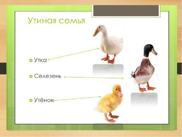 Презентация на тему: Домашние птицы