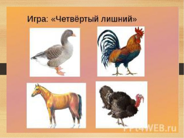 Презентация на тему: Домашние птицы