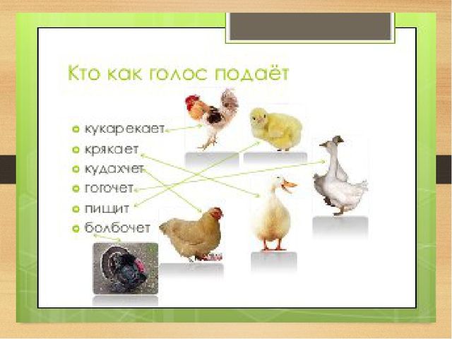 Презентация на тему: Домашние птицы