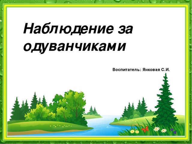 Презентация: "Наблюдение за одуванчиком" (подготовительная группа)