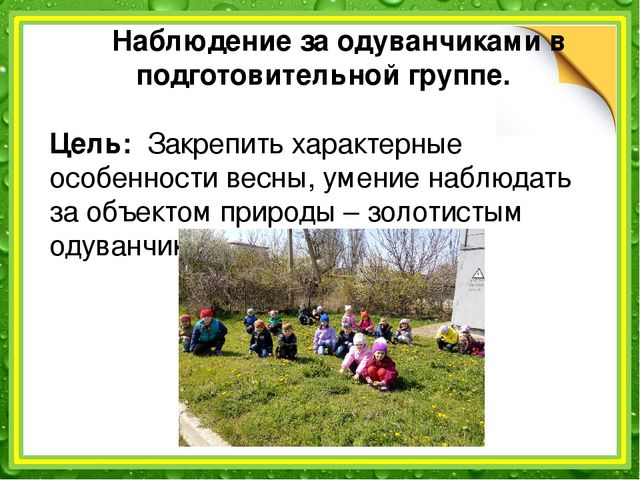 Презентация: "Наблюдение за одуванчиком" (подготовительная группа)
