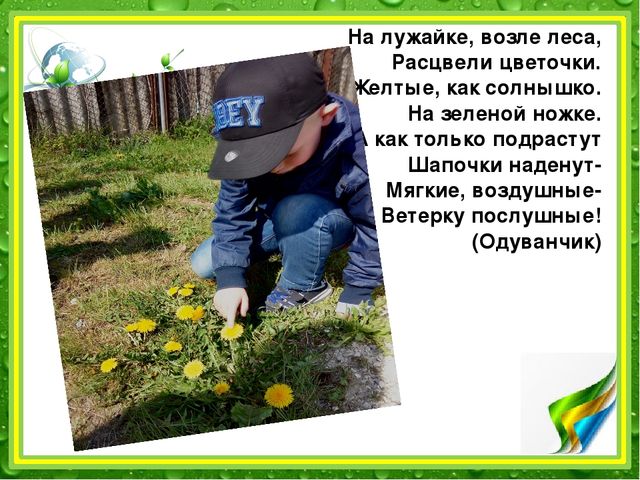 Презентация: "Наблюдение за одуванчиком" (подготовительная группа)