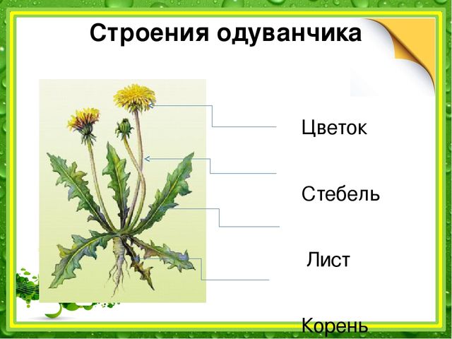 Презентация: "Наблюдение за одуванчиком" (подготовительная группа)