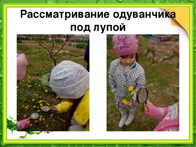 Презентация: "Наблюдение за одуванчиком" (подготовительная группа)