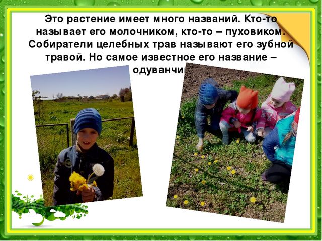 Презентация: "Наблюдение за одуванчиком" (подготовительная группа)