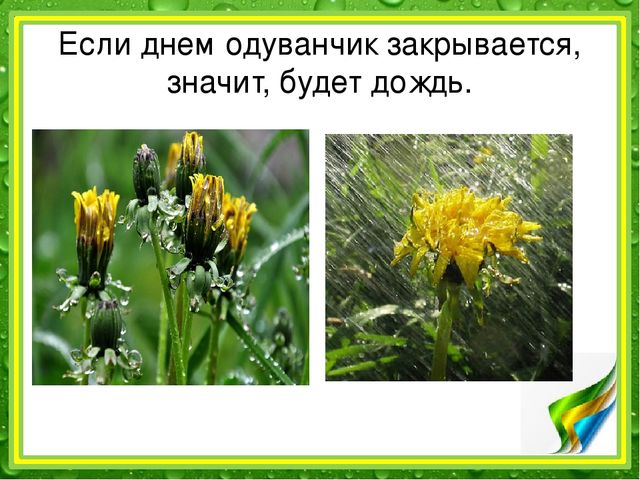 Презентация: "Наблюдение за одуванчиком" (подготовительная группа)