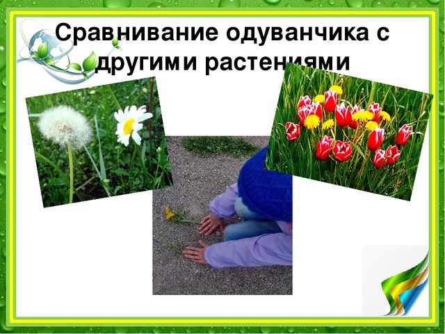 Презентация: "Наблюдение за одуванчиком" (подготовительная группа)