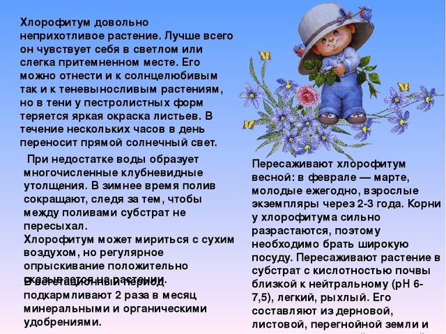 Растительный мир в ДОУ