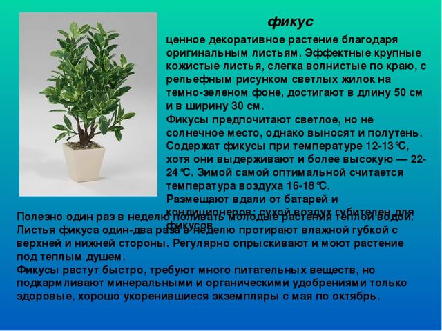 Растительный мир в ДОУ