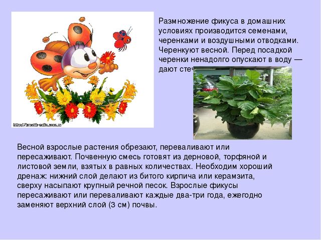 Растительный мир в ДОУ