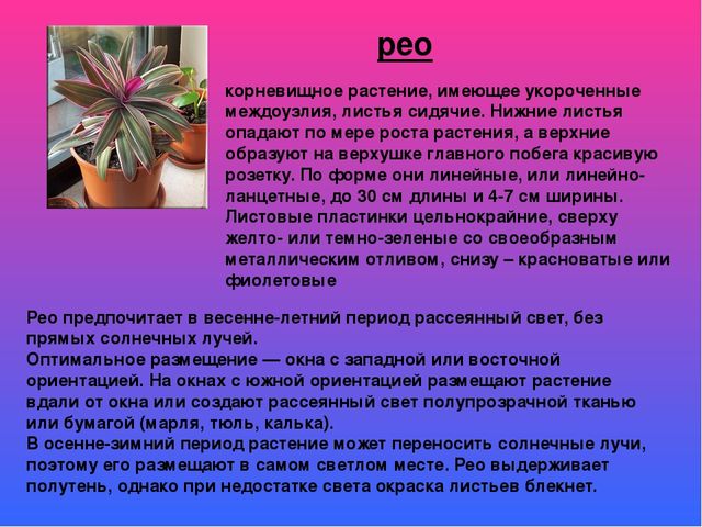 Растительный мир в ДОУ