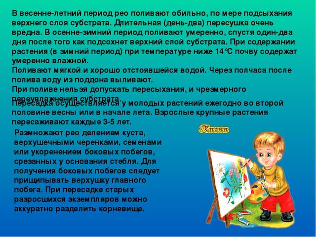 Растительный мир в ДОУ