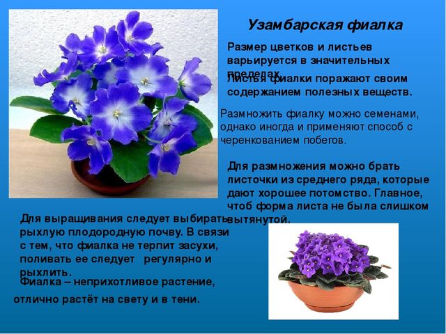 Растительный мир в ДОУ