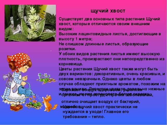 Растительный мир в ДОУ