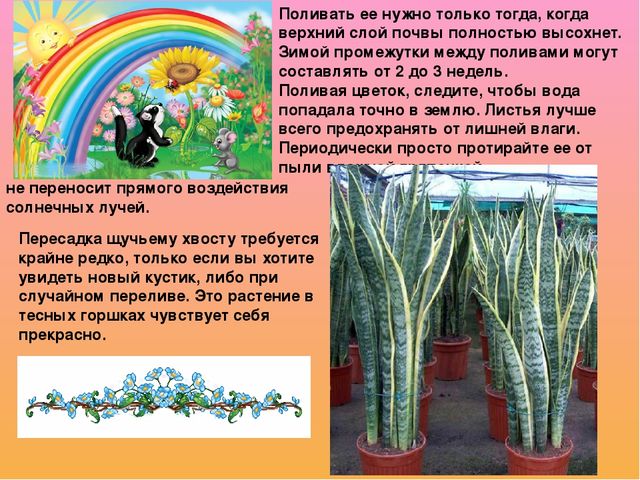 Растительный мир в ДОУ