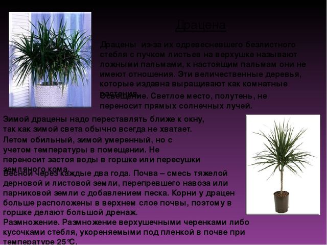 Растительный мир в ДОУ