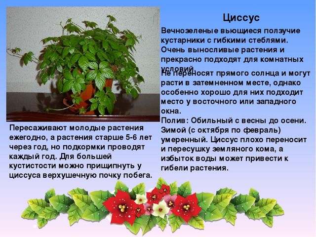 Растительный мир в ДОУ
