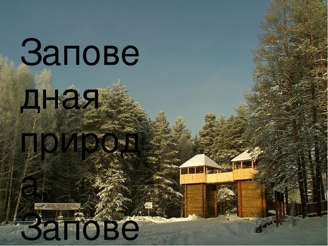 Презентация по экологии "Мордовский заповедник"