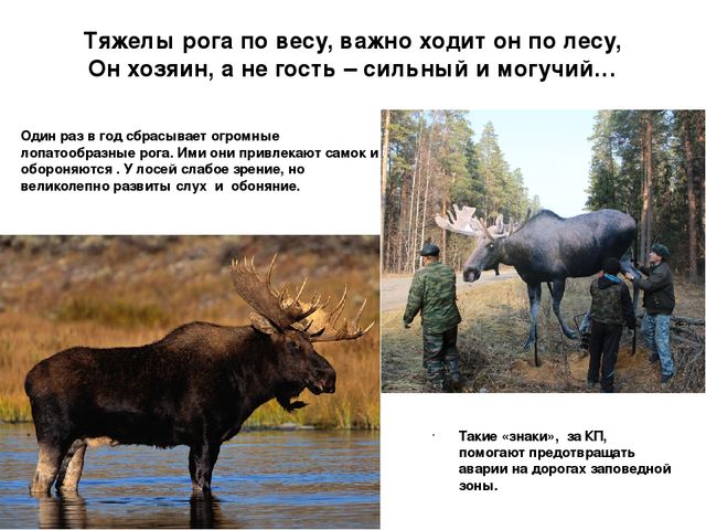 Презентация по экологии "Мордовский заповедник"