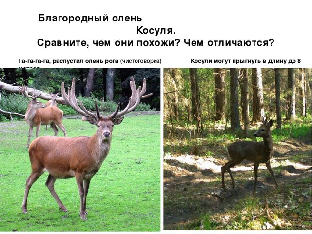 Презентация по экологии "Мордовский заповедник"