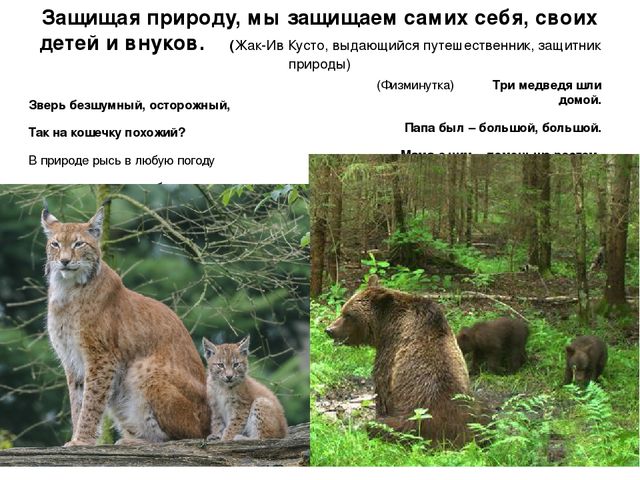 Презентация по экологии "Мордовский заповедник"