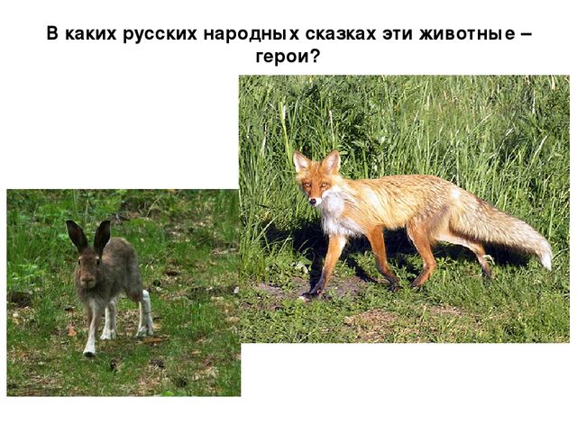 Презентация по экологии "Мордовский заповедник"